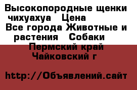 Высокопородные щенки чихуахуа › Цена ­ 25 000 - Все города Животные и растения » Собаки   . Пермский край,Чайковский г.